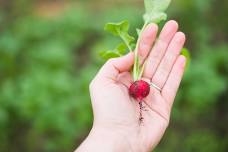 One Vegetable, One Community for Kids