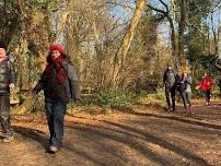 Burnham Beeches and the woodland country parks of Buckinghamshire