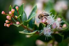 SG Beekeepers Monthly Meeting @ Leongatha