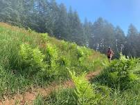 Marys Peak Trail Run