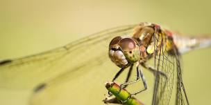 ‘Close-Up & Macro Nature Photography’ with Daniel Bridge