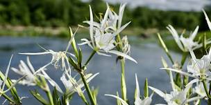 Shoal Lily Paddle Trips