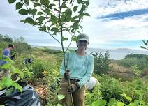 Invasive Japanese Knotweed Pulling Competition