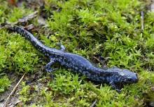 Salamander Saunter at Oak Openings