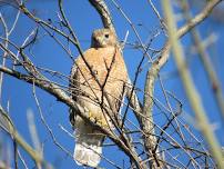 2nd Friday Birding with Tom & Patsy Inglet — Headwaters at Incarnate Word