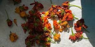 Natural Dyes with Local Floral at Kaaterskill Market