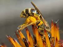 Gardening With Native Plants: Session 3- Garden Design with Lucky Toad Restorative Gardens