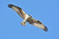 Bird Walk with Chuck Root and Emily Dodge