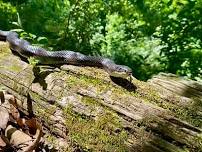 'Sssensational' Snakes: A Slithery Adventure at Holliday Lake State Park