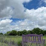 Lavender Field Day