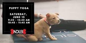 Puppy Yoga with No Dog Left Behind (Session 1)