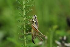 GRASSHOPPERS DRESSED AS GLADIATORS