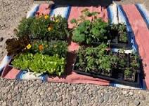 nannie plants & Earthgoods Annual Spring Plant Sale!