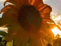 Harvest Moon - Sunflower Festival - Come pick your own flowers