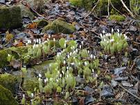 Wildflowers of Mount Independence Nature Walk