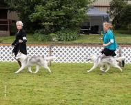 Lost Coast Kennel Club’s All-Breed Show and More — Visit Ferndale, CA