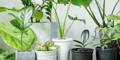 9-10-2024  Houseplants