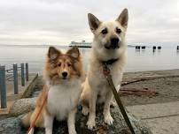 Dog-Friendly Hike: Sunset Stroll at Edmonds Waterfront