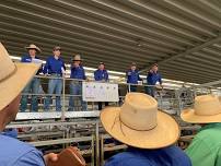 NVLX Wodonga Special Store Cattle Sale