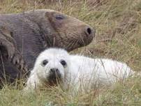 Seal Pupping