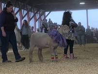 NY State Sheep and Wool Festival