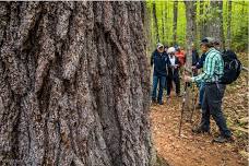 Old Growth Forest Tours – 1675 Elder’s Grove – Big Tree Fest