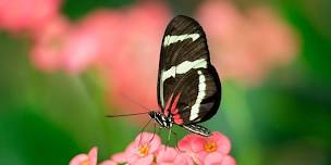 Puerto Vallarta Macro Photography Workshop