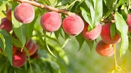 All About Fruit Trees