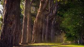 Notable & Historic Trees of Southland Tours