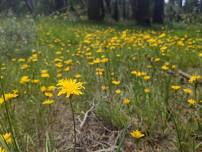 Edible and Medicinal Plants of the Mount Rose Meadows