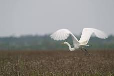 Bear Island Bird Cruise