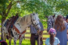 Chisholm Trail Festival