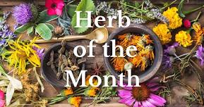 Herb of the Month Class & Fellowship (June 2024 Thursday Evening)