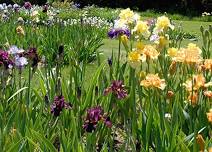 Maine Iris Society 59th Annual Flower Show