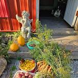 Drying Edible Flowers/Herbs and Tea making