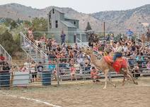 65th International Camel & Ostrich Races