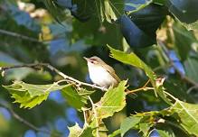 ‘Third Wednesday’ Bird Walk at Cool Spring Preserve