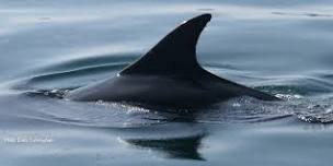 SeaScapes: Family Whale and Dolphin Watch @ Seaham Hall Beach