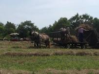 Wagon Drive at Matsell Park Natural Area