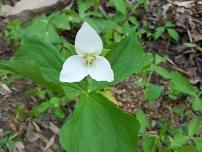 Shoal Creek Preserve Wildflower Hike