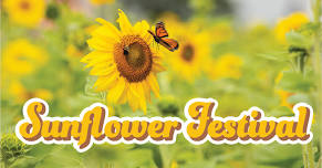 Sunflower Festival