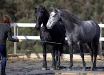 Quintessential Dressage Functional Training with Rylana Stauffer