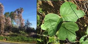 Invasive Plant Management Workshop