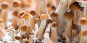 5 Day Psilocybin  Wellness Retreat