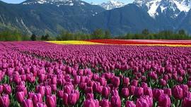 Tulip Garden Festival Kashmir