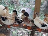 Midwest Bird & Animal Breeders Swap & Sale