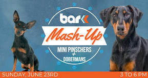 Breed Mash-up: Dobermans & Miniature Pinschers