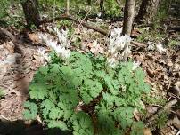 Spring Hike with ASL Interpretation