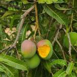 Urban Raitharu Mysore Mango & Jackfruit Festival