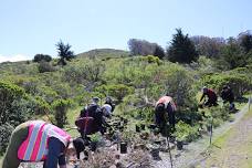 San Bruno Mountain Botanical Garden Workday